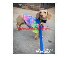 Buy Dog Hoodies & Sweatshirts for Dogs Online