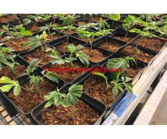 RIOCOCO MMJ’s coco coir gives the best hydroponic nutrients for marijuanas