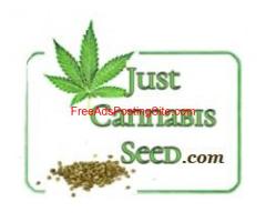 JCS Contests Win Free Cannabis Seeds
