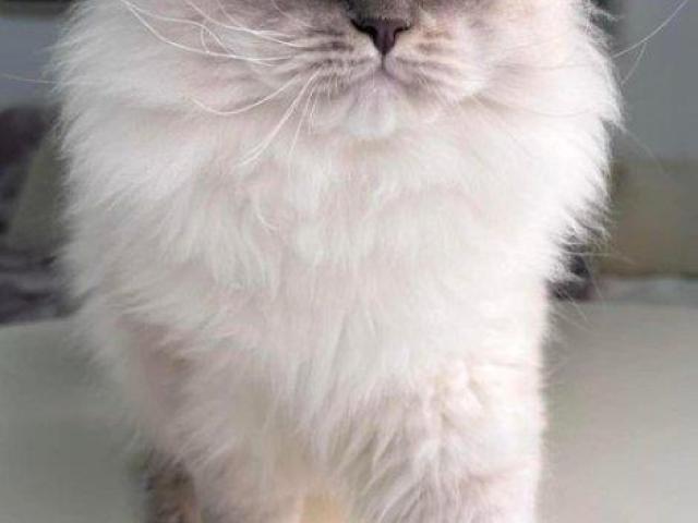 Local Siberian Breeders About Buzz