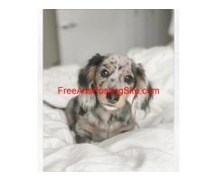 Mini (Long Haired) Dachshund Puppies for Sale in PA, Texas