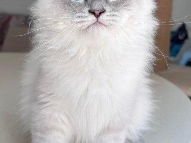 Siberian Kittens For Sale About Kayla