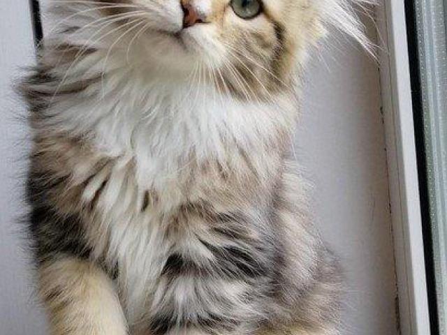 About Rio – How to Find a Siberian Kitten