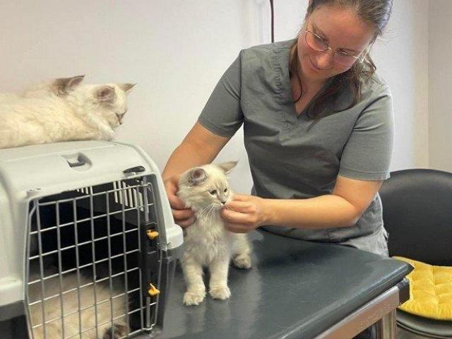 Siberian Kitten Breeders – Health Guarantee