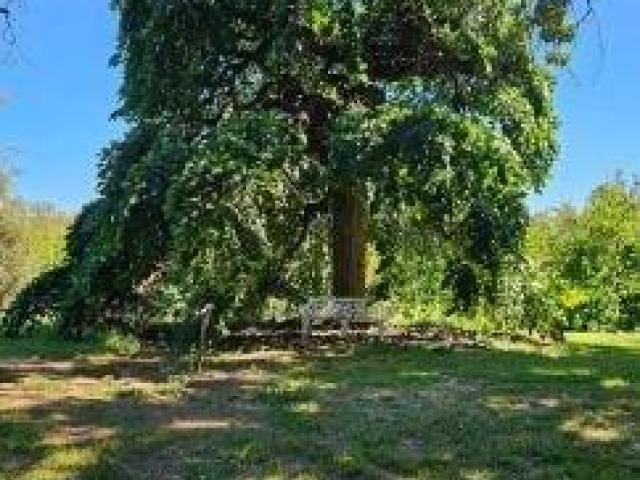 Autumn Tree Hazards Councils Need to Manage