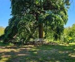 Autumn Tree Hazards Councils Need to Manage