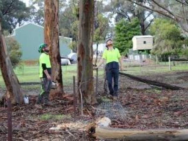 Post-Storm Tree Inspection Services