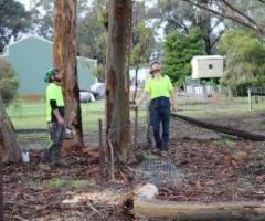 Post-Storm Tree Inspection Services
