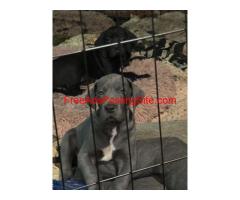Great Dane FOR SALE