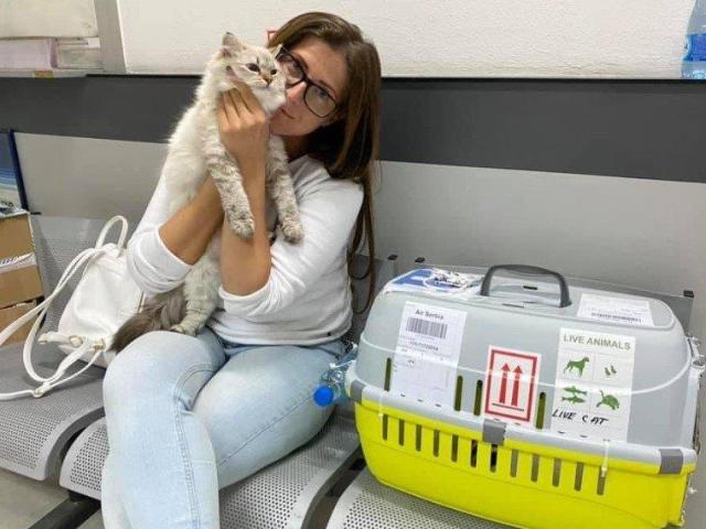 Healthy Siberian Kittens for Sale