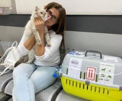 Healthy Siberian Kittens for Sale