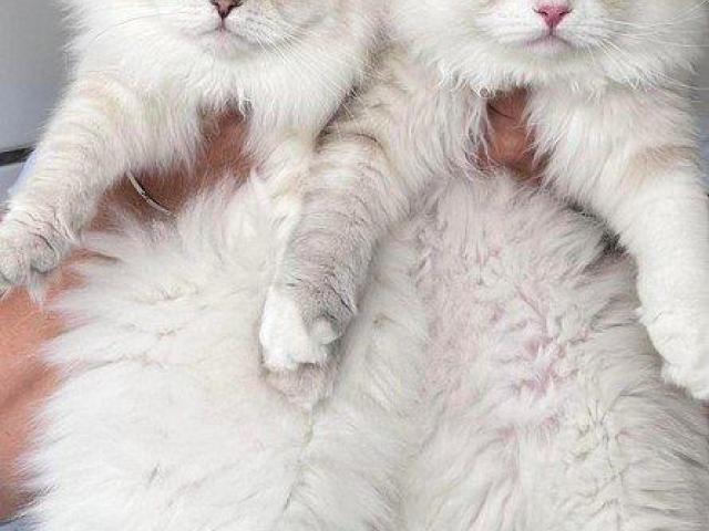 Perfect Siberian Kittens for Sale