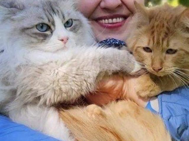 Buy Siberian Cats Online