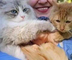 Buy Siberian Cats Online