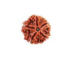 Buy 5 Mukhi Rudraksha Nepal Original - Rudraksha Hart