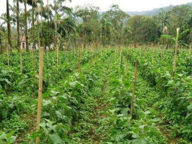 Wholesale Bamboo for Plant Support - Vantidebamboo.com