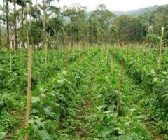 Wholesale Bamboo for Plant Support - Vantidebamboo.com