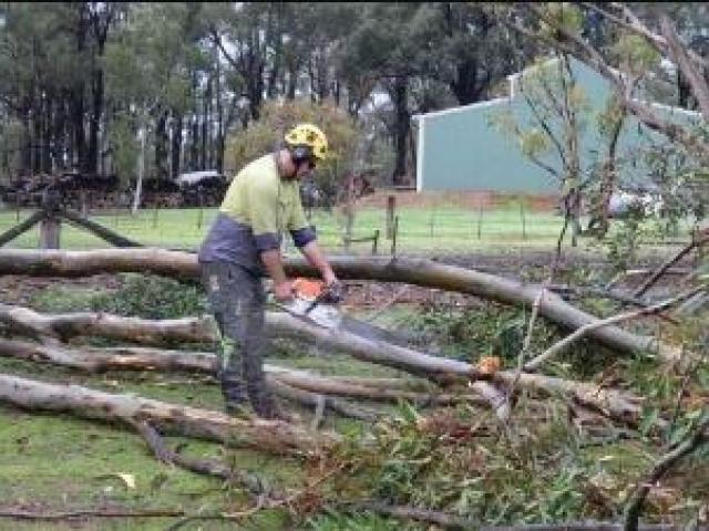 When is Tree Removal Necessary? Signs You Shouldn’t Ignore