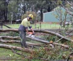 When is Tree Removal Necessary? Signs You Shouldn’t Ignore