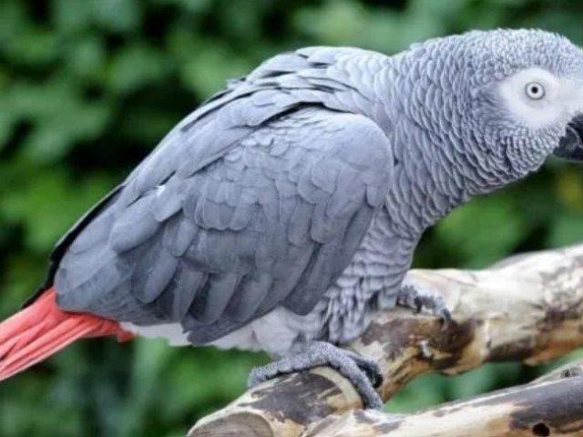 Coco African Grey Parrot for Sale