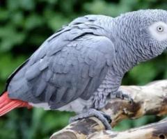 Coco African Grey Parrot for Sale