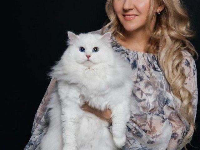 Siberian Kitten for Sale – Siberian Home