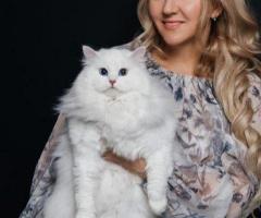 Siberian Kitten for Sale – Siberian Home