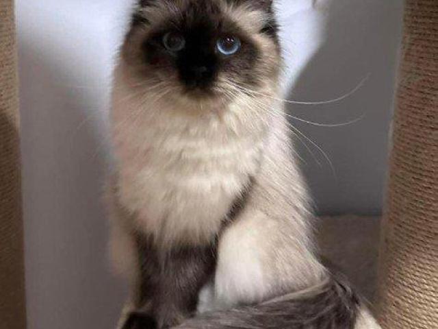 About Dakota – Best Siberian Kitten Breeders.