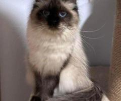 About Dakota – Best Siberian Kitten Breeders.