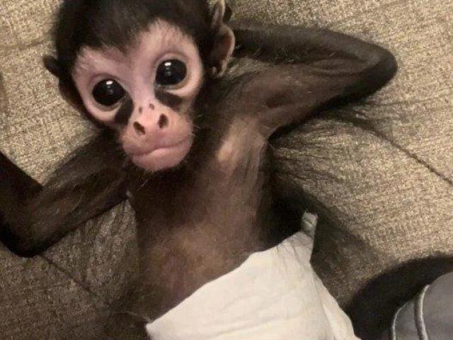 Spider Monkeys For Sale