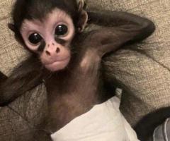 Spider Monkeys For Sale