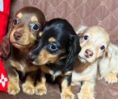 Mini Dachshund puppies