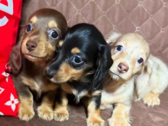 Mini Dachshund puppies