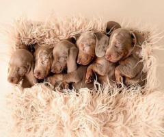 Mini Dachshund puppies