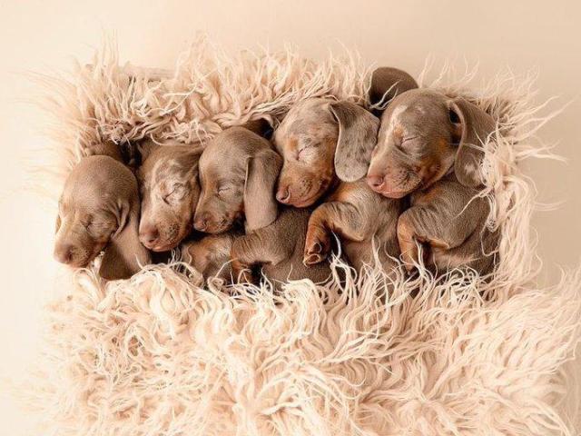 🔥🔥Mini Dachshund puppies