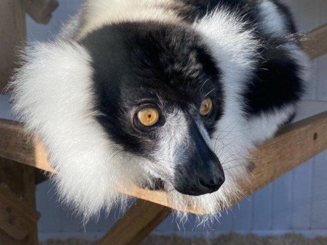 Black & White Ruffed Lemur Male