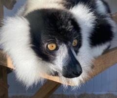 Black & White Ruffed Lemur Male