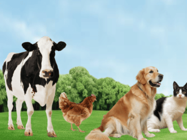 Veterinary Nutrition Supplement Manufacturer & Private Label
