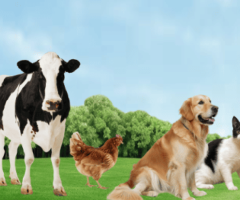 Veterinary Nutrition Supplement Manufacturer & Private Label