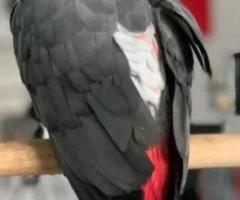 Super African Grey Parrot for Sale