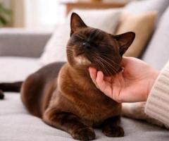 Why Is My Cat Scooting? Causes and Treatment