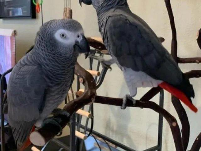 Silver_Male & Skye_Female