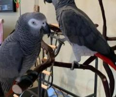 Silver_Male & Skye_Female