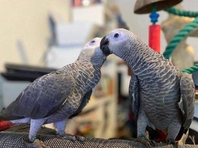 Healthy & Well-Socialized African Grey Parrots for Sale
