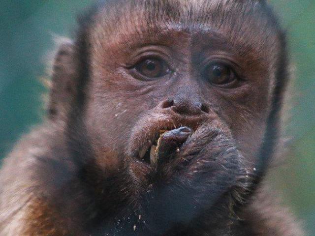 CHARLY-BLACK-FACED CAPUCHIN Baby