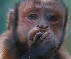 CHARLY-BLACK-FACED CAPUCHIN Baby