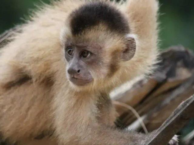 Kaapori Capuchin Monkey