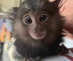 Adorable Male Pygmy Marmoset