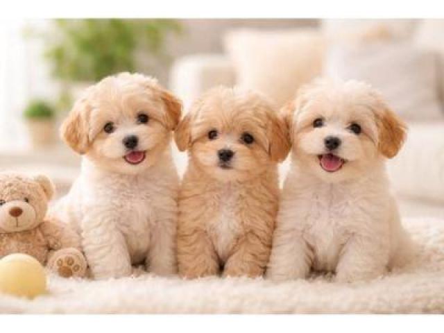 Healthy Male and Female Maltipoo Puppies For Sale
