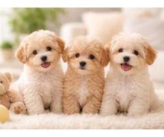 Healthy Male and Female Maltipoo Puppies For Sale